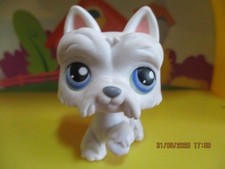 Petshop chien westie d'occasion  Saint-Omer
