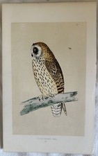 Morris short eared usato  Foligno