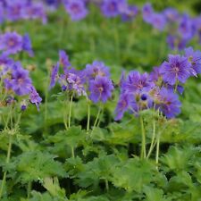 Pracht storchschnabel geranium gebraucht kaufen Pracht storchschnabel geranium gebraucht kaufen  Hannover