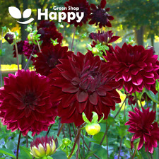 Dahlia dwarf seeds for sale  DONCASTER
