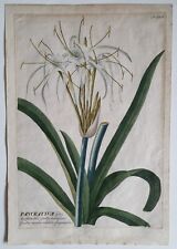 Original hand colored for sale  Shipping to United Kingdom