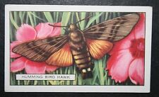 Hummingbird hawk moth for sale  DERBY