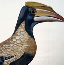 1760 hornbill martinet for sale  NORWICH
