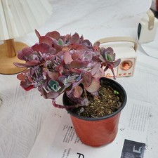 Echeveria blue rose for sale  Northport