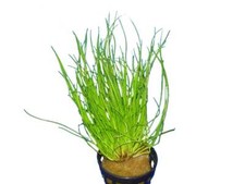 Topf nadelsimse eloecharis gebraucht kaufen  Dresden