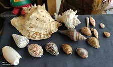 Lot coquillages vintage d'occasion  Les Essarts