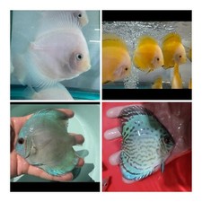 discus fish for sale discus fish for sale San Jose