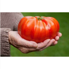 Pomodoro belga gigante usato  Trappeto