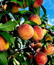 6 estacas frescas de pessegueiro amarelo sem raízes cultivadas organicamente comprar usado  Enviando para Brazil