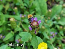 Pflanzen kleine braunelle gebraucht kaufen  Norderstedt