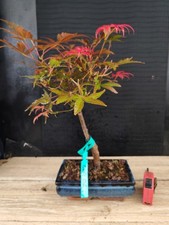 bonsai azalea usato  Frosinone