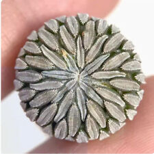 1.3 1.5cm cactus for sale  Shipping to United Kingdom
