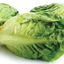 Lettuce plants little for sale  EVESHAM
