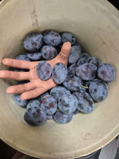 Eiskaltes händchen addams gebraucht kaufen  Schwarmstedt