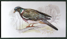 Wood pigeon illustrated d'occasion  Expédié en Belgium