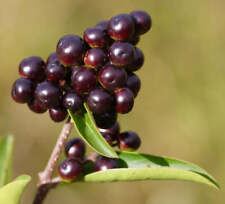 Ligustrum vulgare usato  Italia