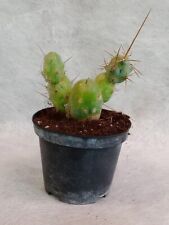 Bridgesii mostruoso vaso usato  Spilamberto