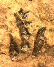 Nice dinosaur fossil for sale  Brooklyn
