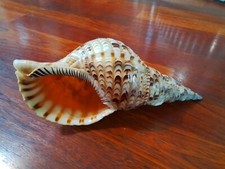 Vintage charonia tritonis for sale  BOOTLE