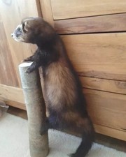 Tierpräparat ausgestopfter ma gebraucht kaufen  Dresden