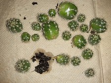 barrel head cactus for sale barrel head cactus for sale Jamesville