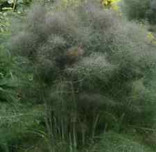 Herb plants garden for sale  WORKSOP