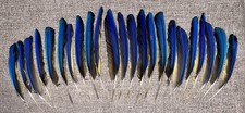 Naturally molted blue for sale  Houston