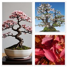 Mini cherry blossom for sale  CAERNARFON