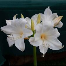 Rare white amaryllis for sale  Hayden