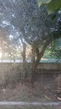 Piante ulivo usato  Valle Castellana