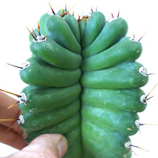 Cereus peruvianus from d'occasion  Expédié en France