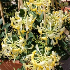 Scentsation yellow dutch for sale  Hurley