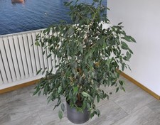 Large ficus benjamina for sale  BASINGSTOKE