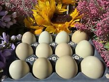 Green hatching eggs for sale  Fort Walton Beach