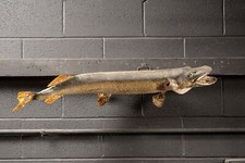 Vintage musky taxidermy for sale  USA