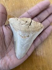 Dent fossile megalodon d'occasion  Toulon-