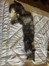 Sciarpa visone usato Sciarpa visone usato  Sirolo