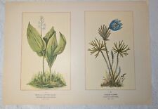 1894 print lily for sale  Syracuse