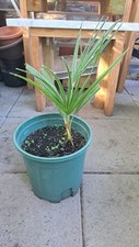 Chaemrops humilis mediterranea for sale  Maplewood
