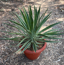 Yucca aloifolia marginata usato  Menfi