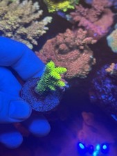 Sunset millepora acropora for sale  MELTON MOWBRAY