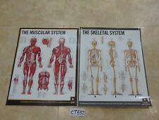 Lot anatomy posters for sale  Gordonville