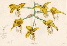 Stanhopea wardii orchidée d'occasion  Expédié en France