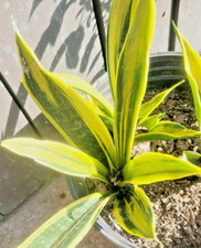 Sansevieria trifasciata golden for sale  Webster