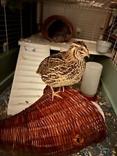 Coturnix quail covey for sale  Windham