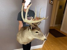 Whitetail deer shoulder for sale  Moscow