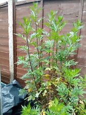 Mugwort plants last for sale  ASHFORD