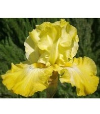 Yellow iris yellow for sale  Minneapolis