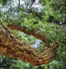 Quercus suber sughera usato  Napoli
