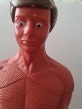 Body works anatomical for sale  LIVERPOOL